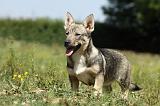 VASGOTASPETS 038
